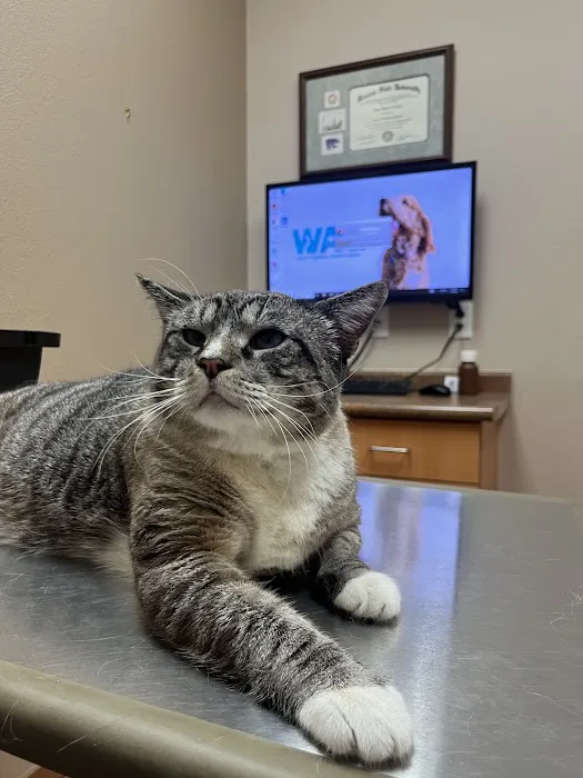 LifeCare Animal Hospital 2
