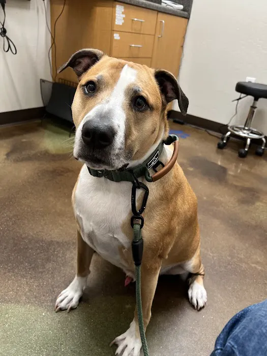 Augusta Ranch Animal Hospital 5