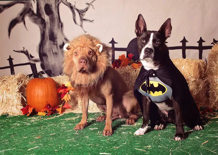 Arizona Spay & Neuter Clinic - Mesa (formerly Agape Animal Clinic) 6