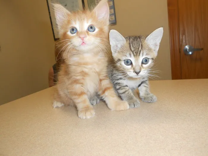 Arizona Spay & Neuter Clinic - Mesa (formerly Agape Animal Clinic) 10