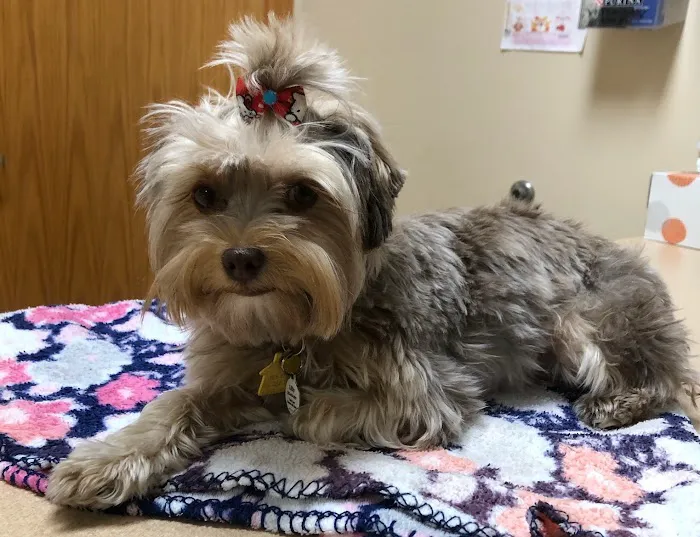 Arizona Spay & Neuter Clinic - Mesa (formerly Agape Animal Clinic) 5