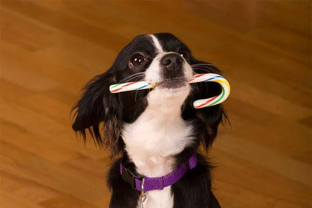 Arizona Spay & Neuter Clinic - Mesa (formerly Agape Animal Clinic) 2
