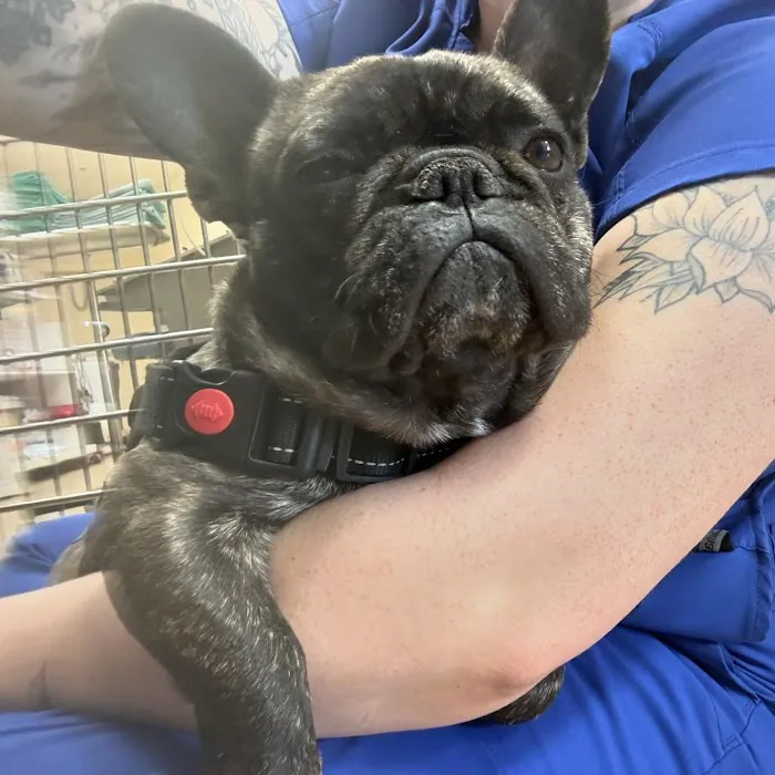 Arizona Spay & Neuter Clinic - Mesa (formerly Agape Animal Clinic) 9