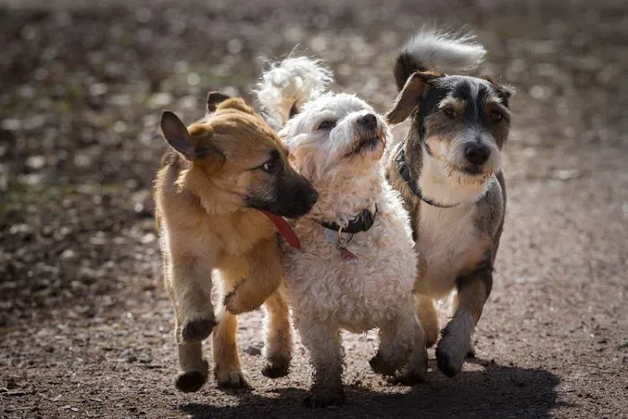 Arizona Spay & Neuter Clinic - Mesa (formerly Agape Animal Clinic) 3