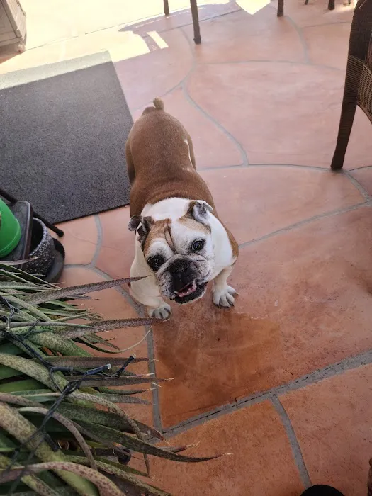 easyvet Veterinarian San Tan Valley 9