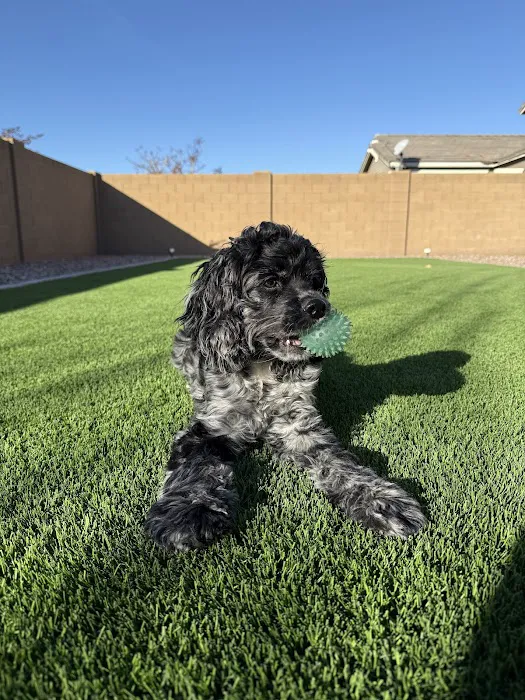 easyvet Veterinarian San Tan Valley 7