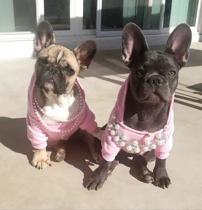 easyvet Veterinarian San Tan Valley 8
