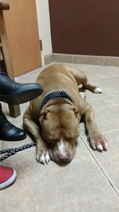 Ironwood Animal Hospital, A Thrive Pet Healthcare Partner 3