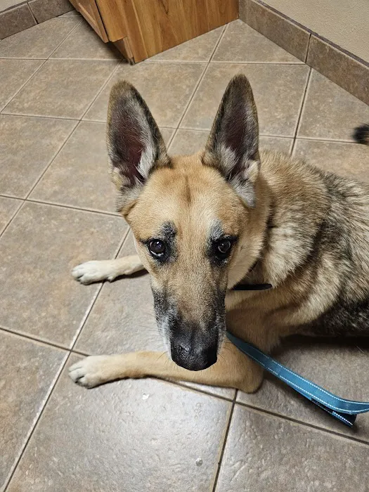 Ironwood Animal Hospital, A Thrive Pet Healthcare Partner 7