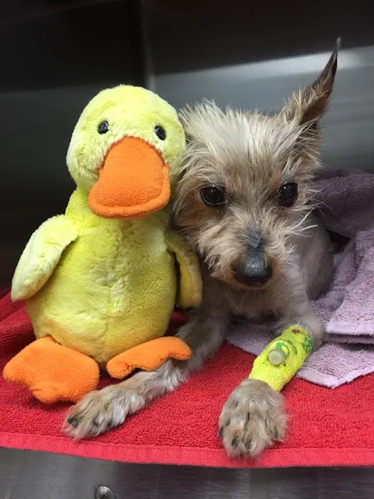 Johnson Ranch Animal Clinic 2