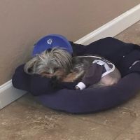 Apache Veterinary Clinic ico