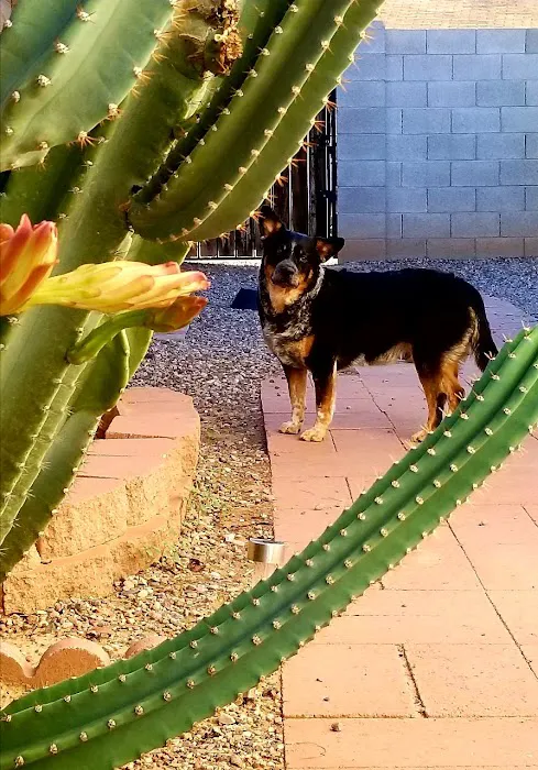 Apache Veterinary Clinic 2
