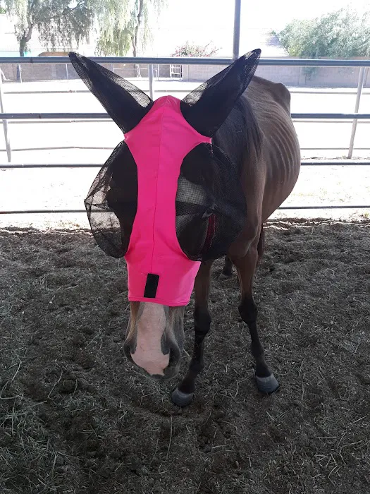 Southwest Equine Veterinary Clinic 4