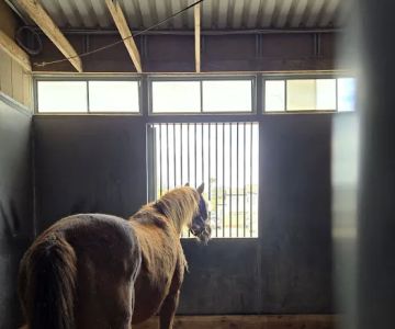 Southwest Equine Veterinary Clinic