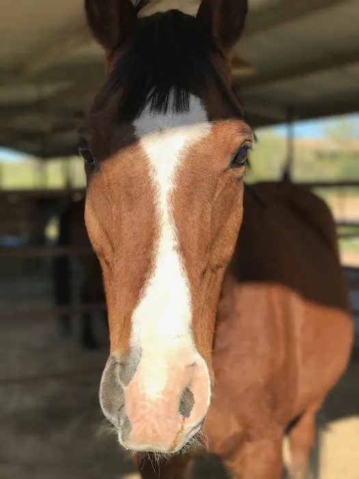 Southwest Equine Veterinary Clinic 2