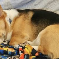 Palisades Veterinary Hospital ico