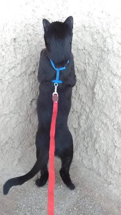 Palisades Veterinary Hospital 4