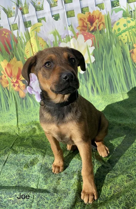 Spay Neuter Clinic: Chandler 6