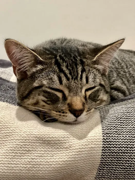 Spay Neuter Clinic: Chandler 4