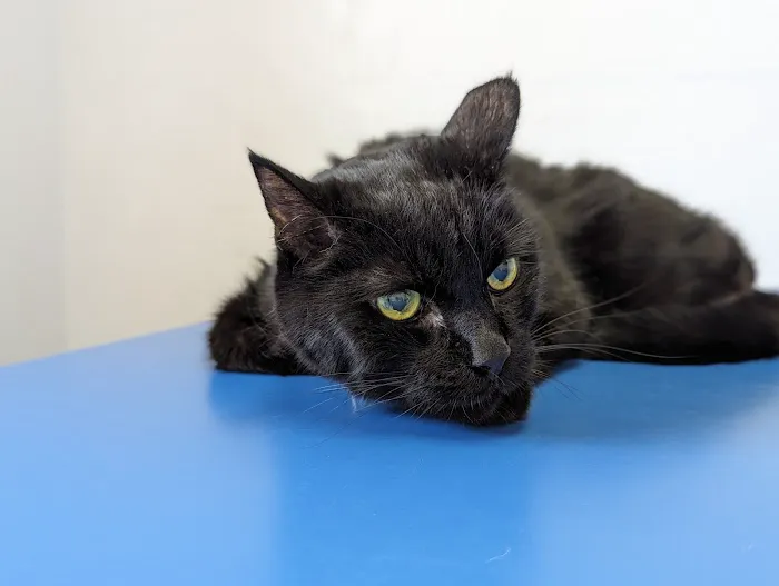 Pet Haven Animal Hospital 1