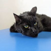 Pet Haven Animal Hospital ico