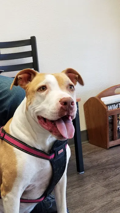 Superstition Animal Hospital 6