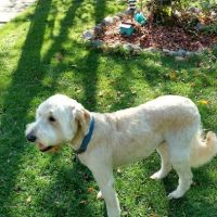 Banfield Pet Hospital ico