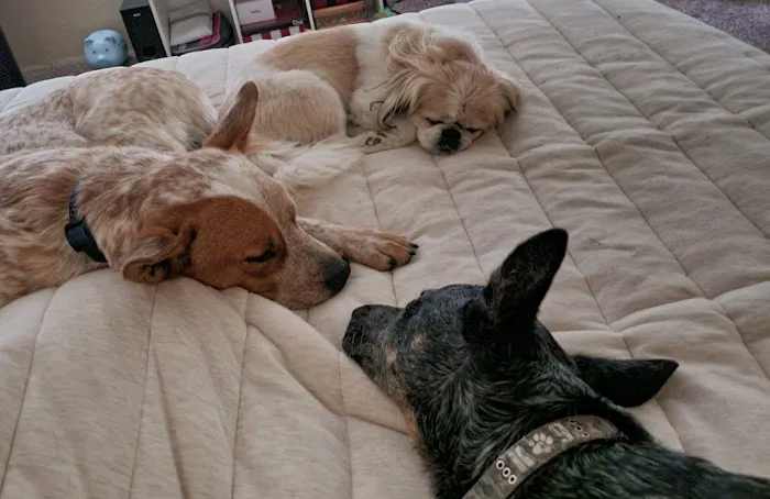 Banfield Pet Hospital 4