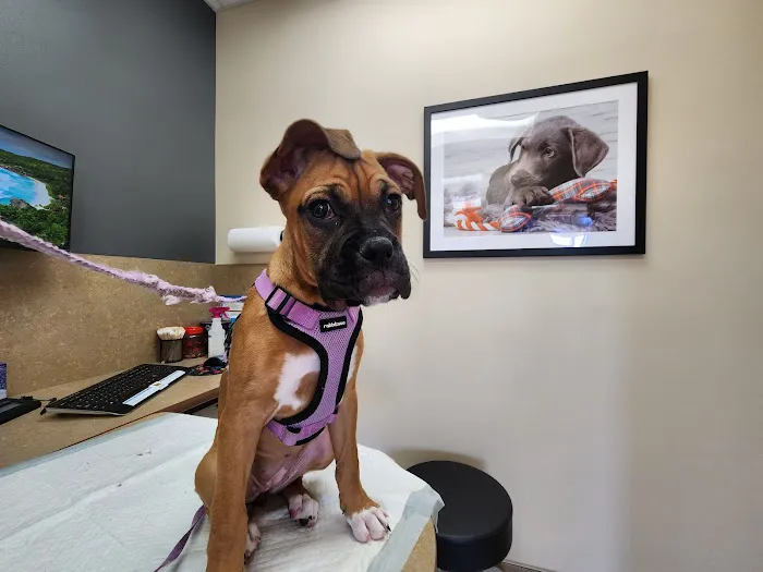 Las Sendas Animal Hospital & Grooming 5