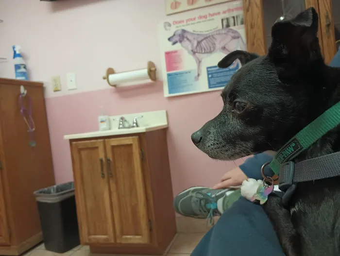 Santis Pet Clinic 5