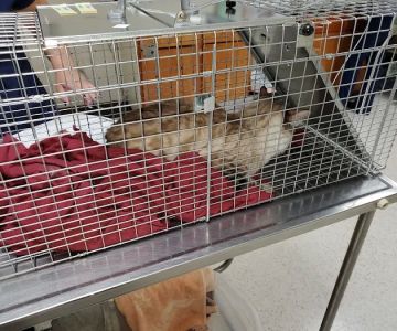 Spay Neuter Clinic: Mesa