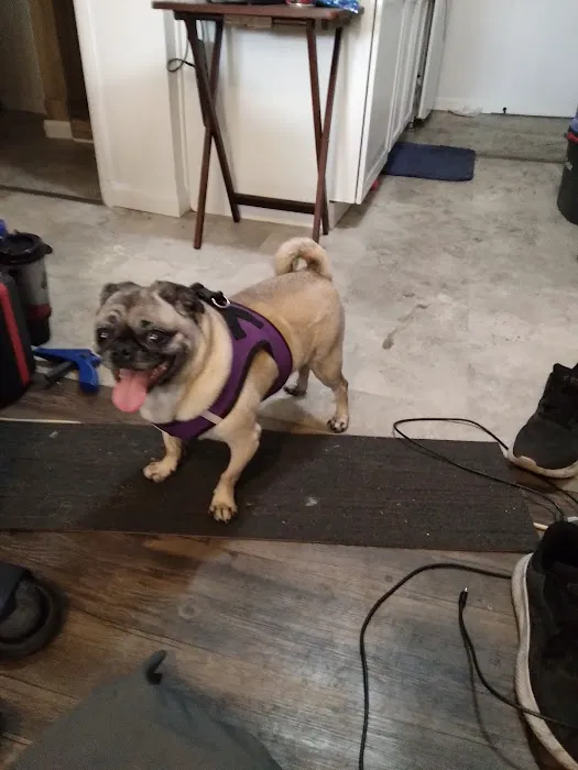 VCA Apache Junction Animal Hospital 6