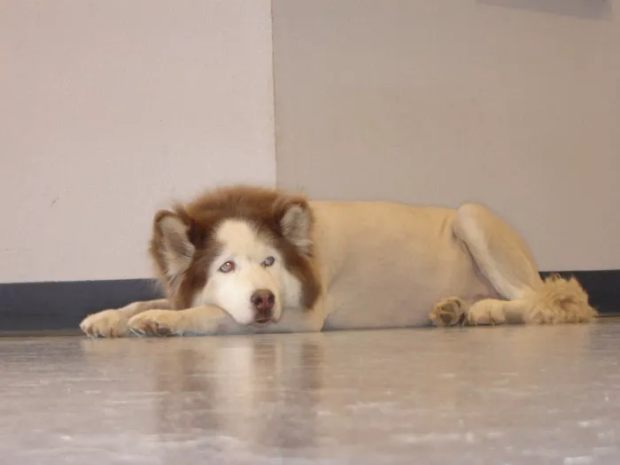VCA Apache Junction Animal Hospital 1