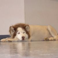 VCA Apache Junction Animal Hospital ico