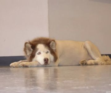 VCA Apache Junction Animal Hospital