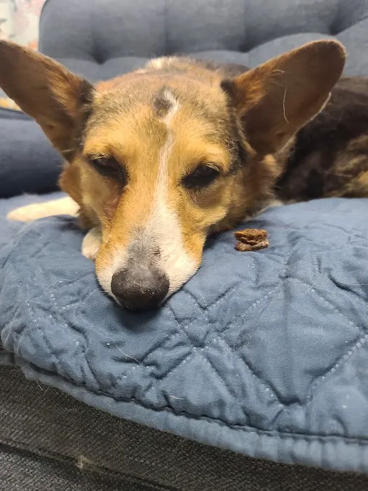 VCA Apache Junction Animal Hospital 9