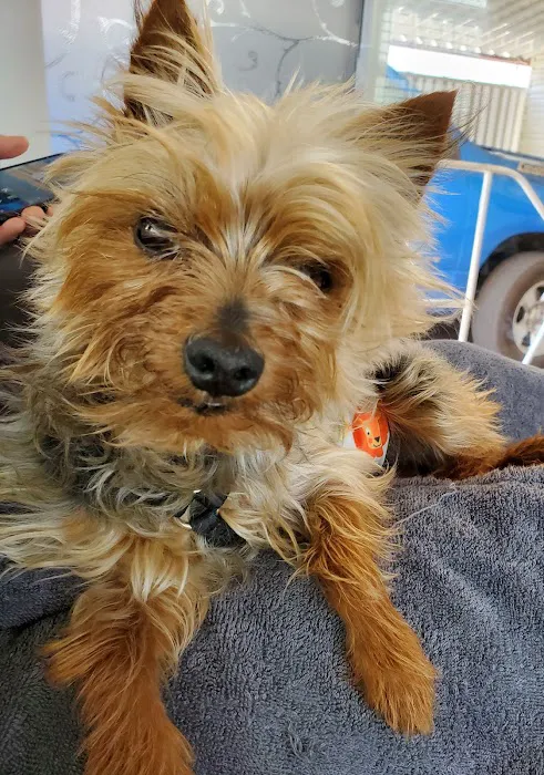 Caring Critters Animal Hospital 12