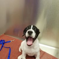 Caring Critters Animal Hospital ico