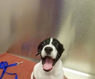 Caring Critters Animal Hospital