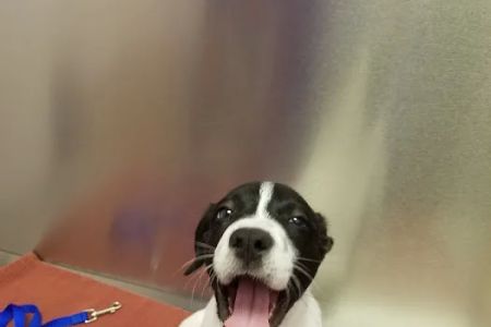 Caring Critters Animal Hospital
