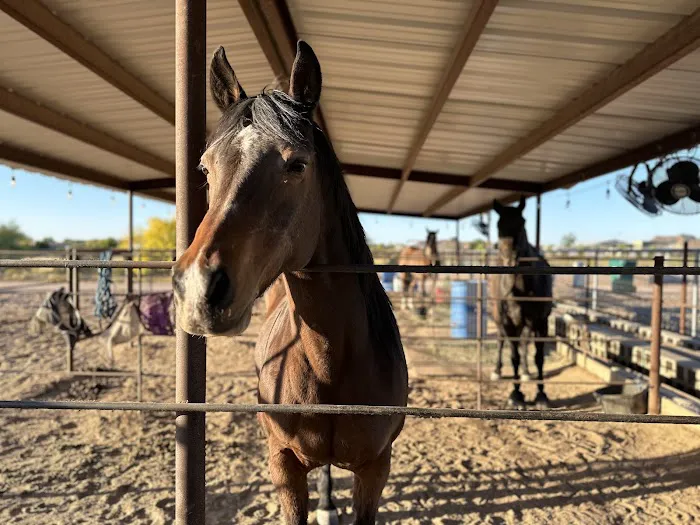 Desert Mountain Equine 2