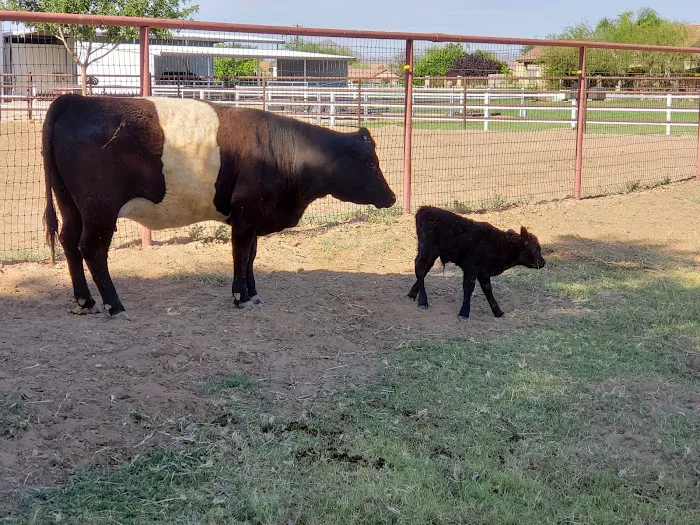 Urban Livestock & Equine Veterinary Services 4