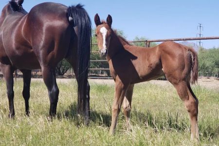 Urban Livestock & Equine Veterinary Services