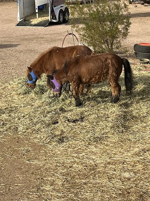 Urban Livestock & Equine Veterinary Services 7