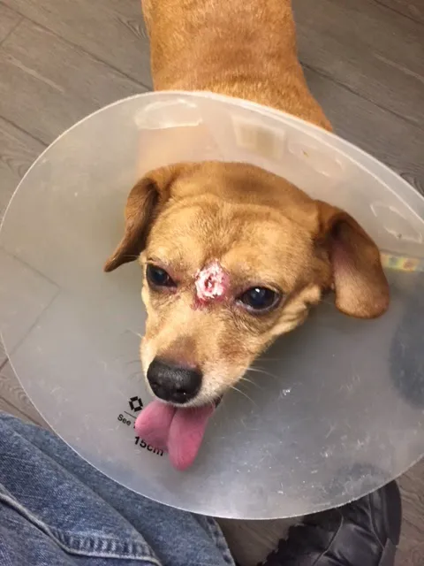 Banfield Pet Hospital 5