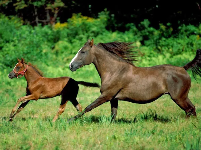East Valley Equine Practitioners 1