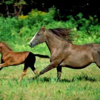 East Valley Equine Practitioners ico