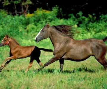 East Valley Equine Practitioners