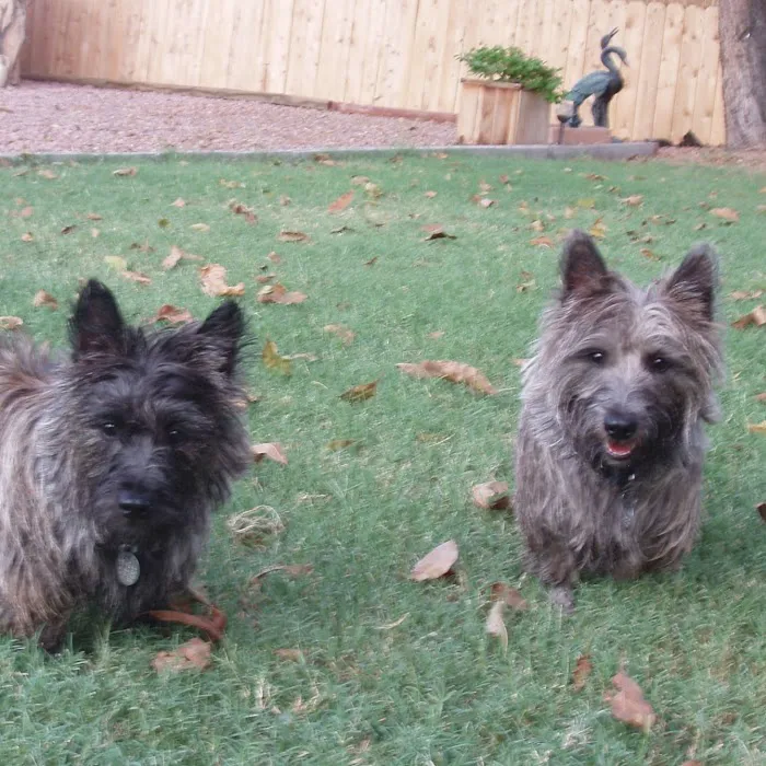 PetCure Oncology at Arizona Veterinary Oncology 2