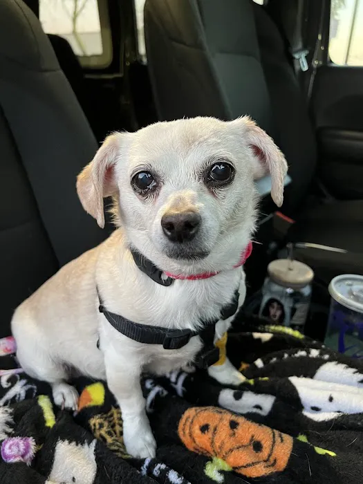Arizona Veterinary Dental Specialists - Gilbert 3